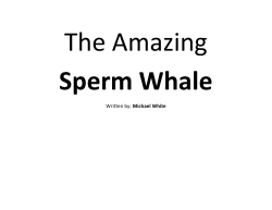 Sperm Whale - davis.k12.ut.us