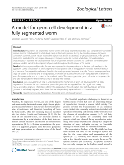 A model for germ cell development in a fully segmented worm