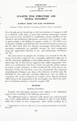 synaptic fine structure and neural dynamics