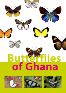 Butterflies of Ghana - West African Lepidoptera