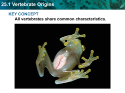 25.1 Vertebrate Origins