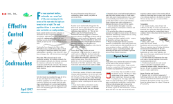 Cockroaches - L`appart.info