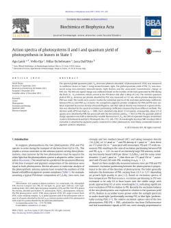 Action spectra of photosystems II and I and quantum yield of