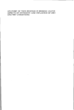 anatomy of vein endings in hedera leaves aspects of ontogeny and