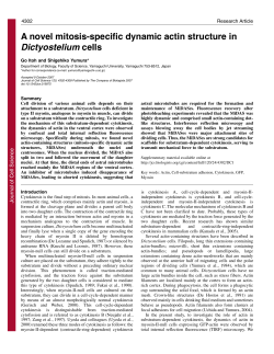A novel mitosis-specific dynamic actin structure in Dictyostelium cells