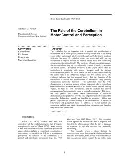 role of the cerebellum