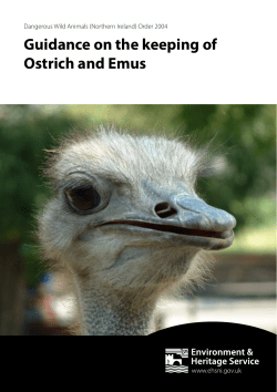 Ostrich and Emu A5 Leaflet .indd - doc-developpement