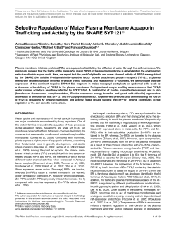 Selective Regulation of Maize Plasma Membrane Aquaporin
