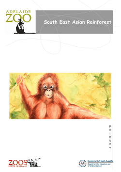 South East Asian Rainforest