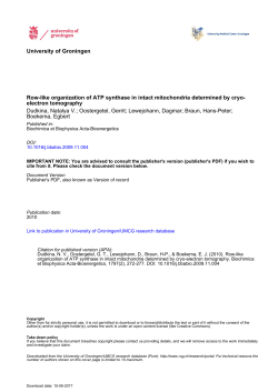 Row-like organization of ATP synthase in intact mitochondria