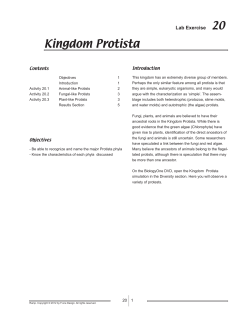 Kingdom Protista - f