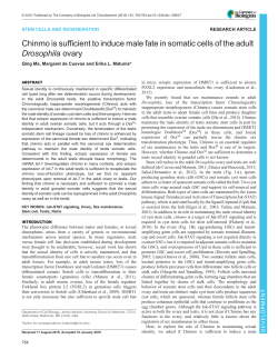Chinmo is sufficient to induce male fate in somatic cells of the adult