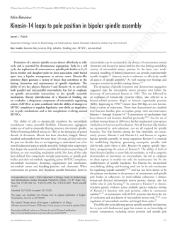 Kinesin‑14 leaps to pole position in bipolar spindle assembly