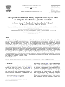 Phylogenetic relationships among amphisbaenian reptiles based on
