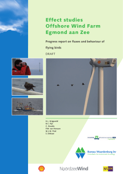 Interim report flight paths birds