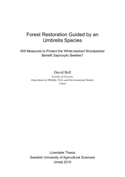 Forest Restoration Guided by an Umbrella Species