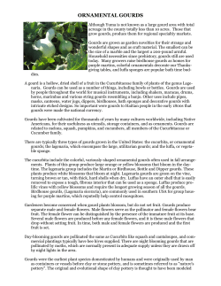 ORNAMENTAL GOURDS