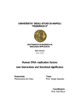 Human DNA replication factors: new interactions and