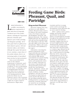 Feeding Game Birds: Pheasant, Quail, and Partridge