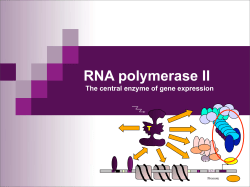RNA polymerase II