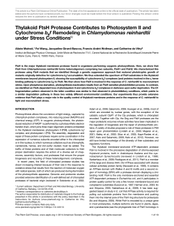 Thylakoid FtsH Protease Contributes to