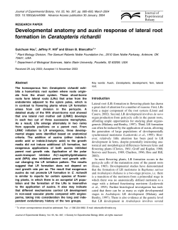 Developmental anatomy and auxin response of