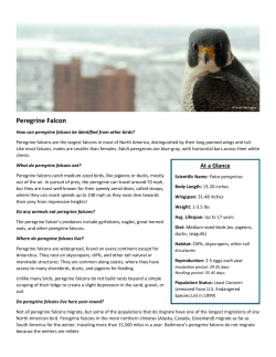 Peregrine Falcon - Chesapeake Conservancy