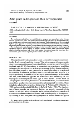 Actin genes in Xenopus and their developmental control