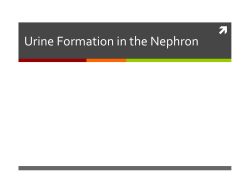 Urine Formation in the Nephron