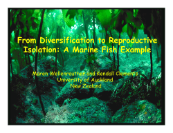 From Diversification to Reproductive Isolation: A Marine Fish Example
