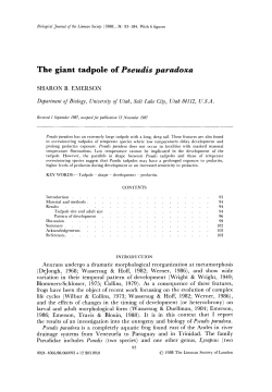The giant tadpole of Pseudis paradoxa