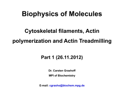 The actin cytoskeleton