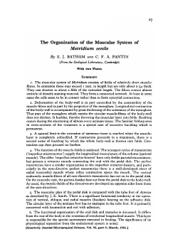 The Organization of the Muscular System of Metridium senile
