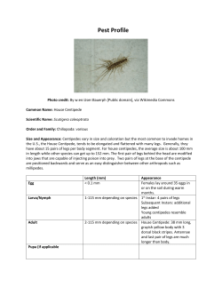 House centipede - UNL Entomology