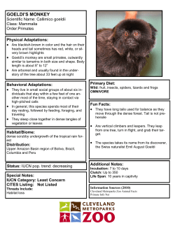 GOELDI`S MONKEY