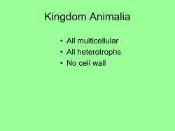 Kingdom Animalia