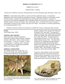 Coyote Canis latrans (Say, 1823)