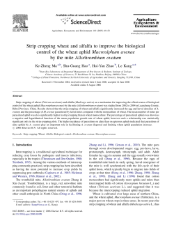 Strip cropping wheat and alfalfa to improve the