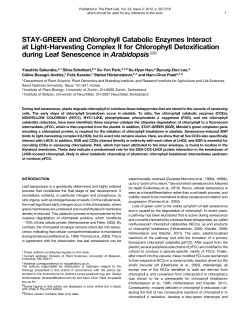 STAY-GREEN and Chlorophyll Catabolic Enzymes Interact at Light