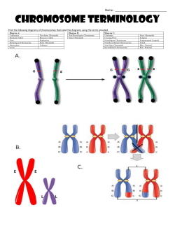 Chromosome Terminology