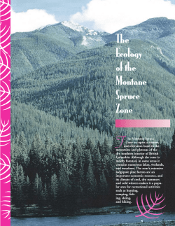 The Ecology of the Montane Spruce Zone