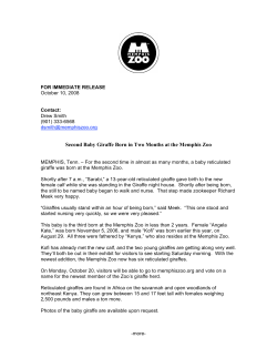 Second Baby Giraffe Born in Two Months at the Memphis Zoo