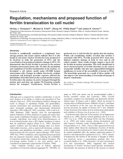 Ferritin in the nucleus