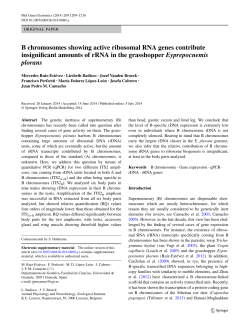 B chromosomes showing active ribosomal RNA genes contribute