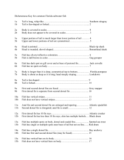 Dichotomous Key for common Florida saltwater fish