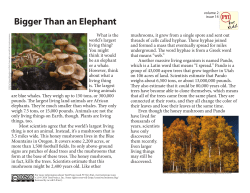 Bigger Than an Elephant