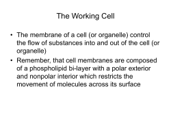 The Working Cell