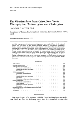 Rhacophyton, Triloboxylon and Cladoxylon