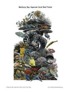 Monterey Bay Aquarium Coral Reef Poster