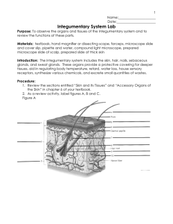 Integumentary System Lab